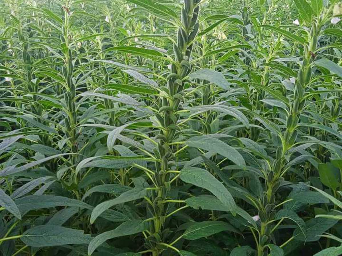 Sesame crop growing in a field in South Sudan
